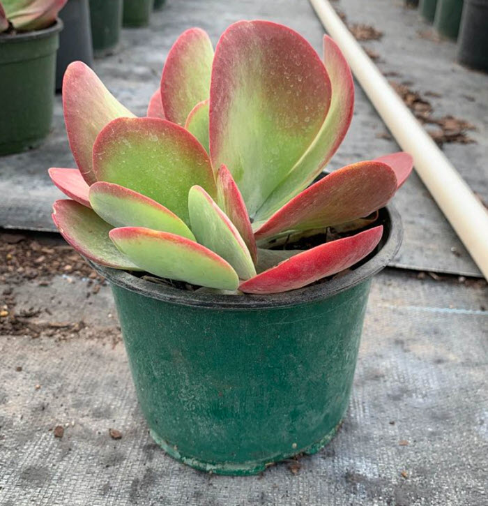 Sun Grown Kalanchoe Thrysiflora Flapjack